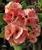 Euphorbia Milii PHONCHOKCHAI Crown of Thorns Corona De Cristo Cactus Thai Hybrid
