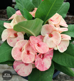Euphorbia Milii PHONCHOKCHAI Crown of Thorns Corona De Cristo Cactus Thai Hybrid
