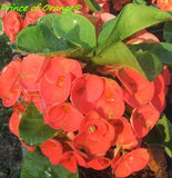 Euphorbia Milii PRINCE OF ORANGE Crown of Thorns Corona de Cristo Succulents Tropicals