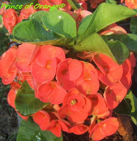 Euphorbia Milii PRINCE OF ORANGE Crown of Thorns Coronas Cactus Orange ...