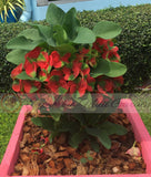 Euphorbia Milii RED MILLIONAIRE Crown of Thorns Coronas de Cristo