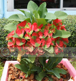 Euphorbia Milii RED MILLIONAIRE Crown of Thorns Coronas de Cristo