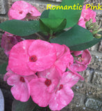 Euphorbia Milii Romantic Pink Crown of Thorns – Starter Cutting