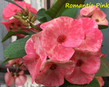Euphorbia Milii Romantic Pink Crown of Thorns – Starter Cutting