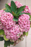 Euhorbia Milii Crown Of Thorns Corona de Cristo 'Name it Yourself' Pink Variety