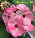 Euphorbia Milii Romantic Pink Crown of Thorns – Starter Cutting