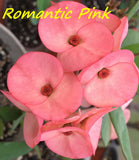 Euphorbia Milii Romantic Pink Crown of Thorns – Starter Cutting
