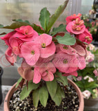 Euhorbia Milii Crown Of Thorns Corona de Cristo "Rose Whisper"