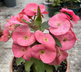 Euhorbia Milii Crown Of Thorns Corona de Cristo "Rose Whisper"