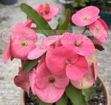 Euhorbia Milii Crown Of Thorns Corona de Cristo "Rose Whisper"