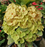 Euphorbia Milii YELLOW DELUXE Crown of Thorns  Corona de Cristo Rare Plant