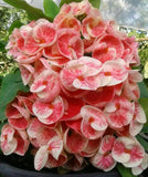 Euhorbia Milii Crown Of Thorns "Make A Wish" Corona de Cristo Thai Hybrid