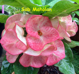 Euphorbia milii Crown of Thorns Mix and Match 3 Varieties Coronas de Cristo