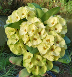 Euphorbia Milii YELLOW DELUXE Crown of Thorns  Corona de Cristo Rare Plant