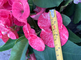 Euphorbia Milii SANHAM CHAI Crown of Thorns Corona de Cristo Rare & New