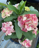 Euphorbia Milii SETHEE CHIANG MAI Crown Of Thorns  Corona de Cristo Cactus Succulents
