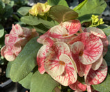 Euphorbia Milii SETHEE CHIANG MAI Crown Of Thorns  Corona de Cristo Cactus Succulents