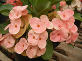 Euphorbia Milii SETHEE KOHN CAEN Crown of Thorns Corona de Cristo Giant Flowers
