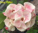 Euphorbia Milii Sexy Polka Crown of Thorns – Starter Cutting