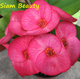 Euphorbia Milii Siam Beauty Crown of Thorns – Starter Cutting