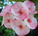 Euphorbia Milii Siam Beauty Crown of Thorns – Starter Cutting