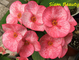 Euphorbia Milii Siam Beauty Crown of Thorns – Starter Cutting
