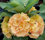 A close-up of a flowering plant with clusters of pale peach and yellow blossoms surrounded by green leaves, photographed in a nursery setting.