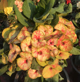 Euphorbia Milii Crown of Thorns Petch Manee (Fancy) Coronas de Cristo