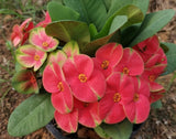Euphorbia Milii TOP MILLIONAIRE (Yod Sethee) Crown of Thorns Corona de Cristo