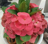 Euphorbia Milii WONDERFUL Crown Of Thorns Corona de Cristo