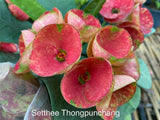 Euphorbia Milii Crown of Thorns Rooted Cuttings Coronas de Cristo Thai Hybrid