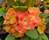 Euphorbia milii Crown of Thorns Mix and Match 3 Varieties Coronas de Cristo