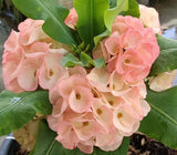 Euphorbia Milii UDOM PHON Crown of Thorns Corona de Cristo Cactus Thai Hybrid
