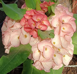 Euphorbia Milii UDOM PHON Crown of Thorns Corona de Cristo Cactus Thai Hybrid