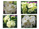 Euphorbia Milii 4 UNROOTED CUTTINGS Crown of Thorns (Set C)Corona de Cristo Large Flowers