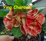 Euphorbia milii Crown of Thorns Mix and Match 3 Varieties Coronas de Cristo