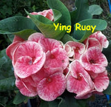 Euphorbia milii Crown of Thorns Mix and Match 3 Varieties Coronas de Cristo