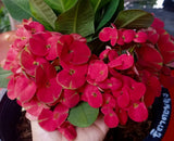 Euphorbia Milii TOP MILLIONAIRE (Yod Sethee) Crown of Thorns Corona de Cristo