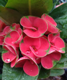 Euphorbia Milii Crown of Thorns "Yod Khon Phon" Coronas de Cristo Thai Hybrid