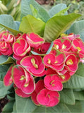 Euphorbia Milii Crown of Thorns "Yod Khon Phon" Coronas de Cristo Thai Hybrid