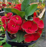 Euphorbia Milii Crown of Thorns "Yod Khon Phon" Coronas de Cristo Thai Hybrid