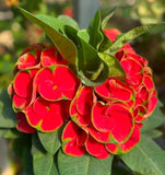 Euphorbia Milii Crown of Thorns Rooted Cuttings Coronas de Cristo Thai Hybrid