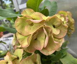 Euphorbia Milii UDOM PHON Crown of Thorns Corona de Cristo Cactus Thai Hybrid