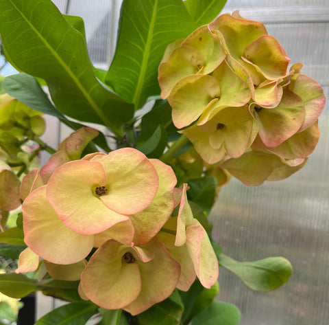Euphorbia Milii UDOM PHON Crown of Thorns Corona de Cristo Cactus Thai Hybrid