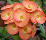 Euphorbia Milii CHIANG MAI Crown of Thorns Corona de Cristo Rare