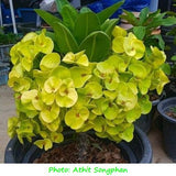 Euphorbia Milii EK VILAI Crown of Thorns  Corona de Cristo Succulent Tropicals