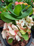 Euphorbia Milii Crown of Thorns "Yok Niramit" Thai Hybrid Coronas de Cristo