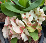 Euphorbia Milii Crown of Thorns "Yok Niramit" Thai Hybrid Coronas de Cristo