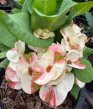 Euphorbia Milii Crown of Thorns "Yok Niramit" Thai Hybrid Coronas de Cristo