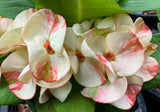 Close-up of variegated Euphorbia flowers with creamy white, jumbo bracts edged in pink and green, surrounded by large green leaves.